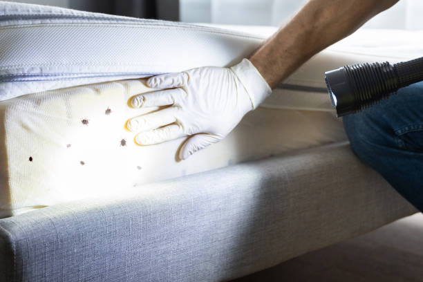 Best Bed Bug Extermination  in Voorheesville, NY