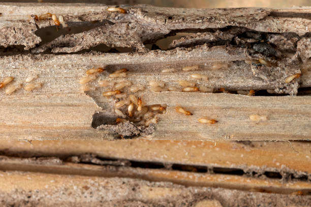 Best Pest Removal Services  in Voorheesville, NY