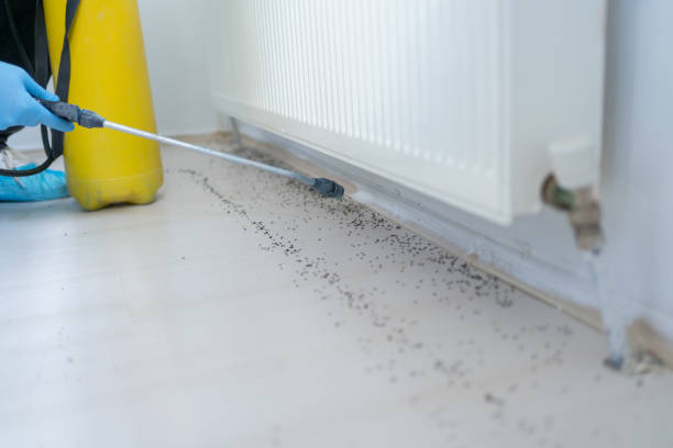 Wasp Removal Services in Voorheesville, NY
